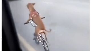 Só cão saber 😅