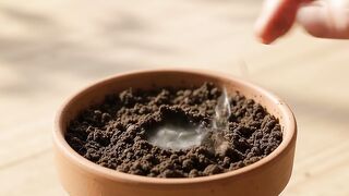 I Planted a Tomato Seed… Watch What Happened