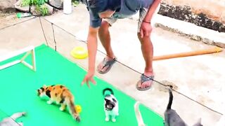 LIVE FROM THE KITTEN WORLD CUP 🏆⚽🐱