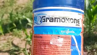 Cara Semprot Herbisida Gramoxone