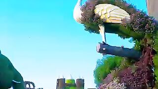 dubai miracle garden