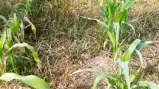 Herbisida gramoxone