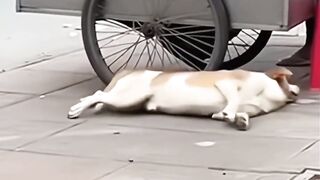 Dog experto