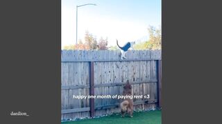 Watch and TRY TO STOP LAUGHING with These CATS 🤣 Funny Cat