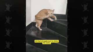 Try Not To Laugh At These ORANGE CATS 🤣 Funny Cat Videos