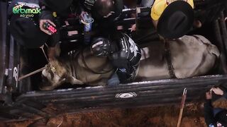 Touro Emocionante. Cia de rodeio California!! Thrilling Bull. California Rodeo Company.