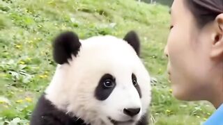 Panda sendo panda.