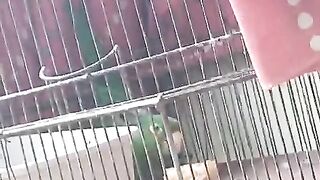 Minha maritaca