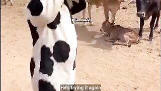 O Mascarado foi batido
