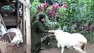 "RAM ATTACK" / "RUN FOR IT" / "ANGRY RAM"🤣🤣