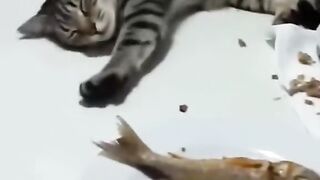 smart cat 5