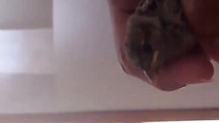 A baby bird that fell on my terrace.