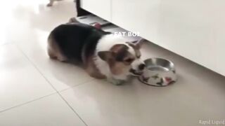 Angery Bois