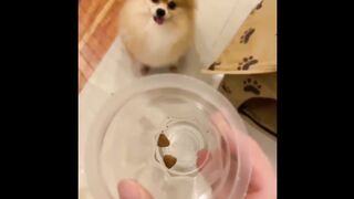 Angry Pom-R