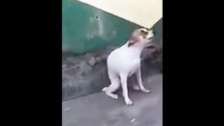 Chillido de Perro Remix