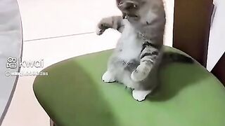 the timid cat