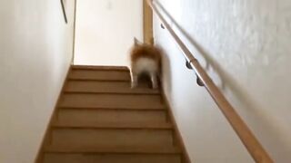 Corgi hops.