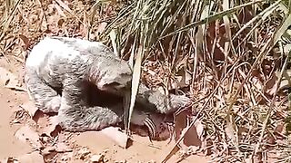 Esse Animal apareceu no sitio #animalselvagem