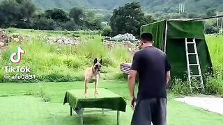 DOG ER DOING YOUGA