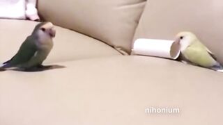 Disrespectful Birb
