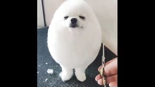 eggdog.