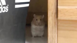 hamsters be like.