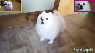 Imagine Doggos