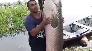 Big Monster, pirarucu gigante Amazon 🇧🇷