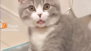 several cats