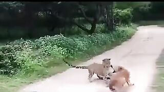 Onça atacando cachorro