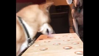 Shibe gets Angery at game