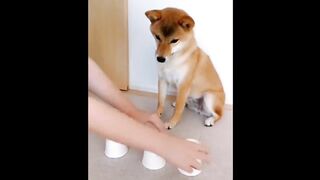 Shibe gets Bamboozled