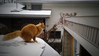 Stranger Cats.