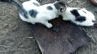 Queridos animais