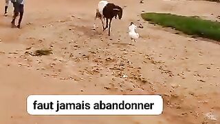 😂😁🤣 Coque combat chevre