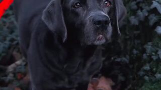 O motivo dos cachorro uivar vocé SABIA?