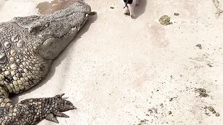 Little Piggy taking a walk in Crocodiles