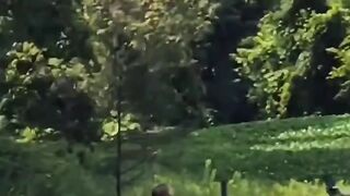 funny bee