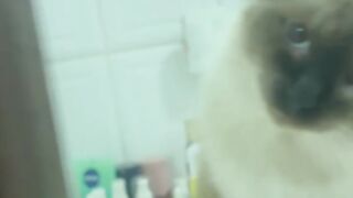 Gatinho marshmellow