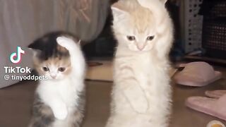 Two Cats Dance