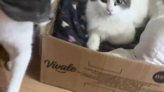 Gatinhos lindos.