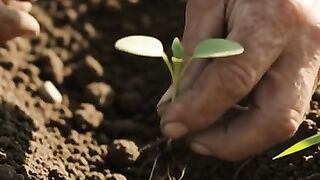 A farmer is farming very beautifully.