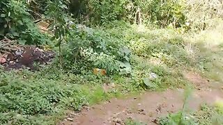 Caminho para trilha