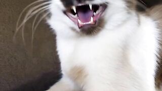 Lindinho