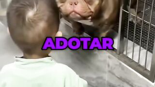 when a puppy is waiting to be adopted.