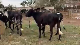 Vacas