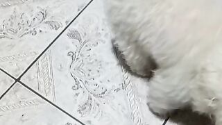 Cachorrinha brincando