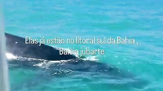 BALEIA JUBATE A EMOÇÃO TOMOU CONTA DOS 2 TRIPULANTES DO BARCO