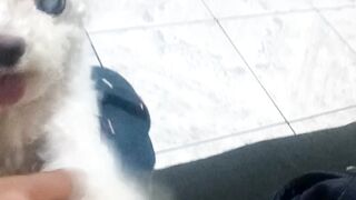 Cachorrinha querendo carinho 😂