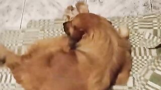 CHICO , QUE SONINHO BOM